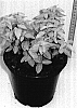 Euonymus%20fortunei%20%27Waldbolwi%27