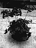 Pelargonium%20x%20hortorum%20x%20Pelargonium%20torgaense%20hybrid%20%27Cante%20Laver%27