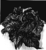 Caladium%20x%20hortulanum%20%27Victoria%27