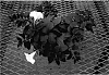 Petunia%20hybrida%20Vilm.%20%27Keiwhihus%27
