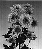 Chrysanthemum%20morifolium%20%27Posh%20Pink%27