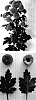 Chrysanthemum%20x%20morifolium%20%27Jeanny%20Bronze%27