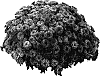 Chrysanthemum%20morifolium%20%27PPP%20COMP%20OR05%27