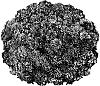 Chrysanthemum%20morifolium%20%27PPP%20TUSC%2005%27