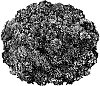 Chrysanthemum%20morifolium%20%27PPP%20TUSC%2005%27