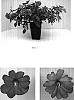 Impatiens%20x%20hybrida%20%27Balfafpinsar%27