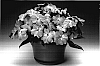 Impatiens%20hawkeri%20%27Ingrosab%27