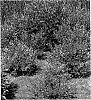Alnus%20maritima%20subsp.%20oklahomensis%20%27September%20Sun%27