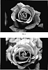 Rosa%20hybrida%20%27BAIcent%27