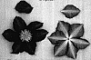 Clematis%20viticella%20%27Evipo037%27