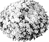 Chrysanthemum%20morifolium%20%27PPP%20MIL%20YL05%27