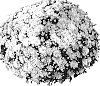 Chrysanthemum%20morifolium%20%27PPP%20MIL%20YL05%27
