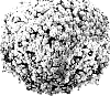 Chrysanthemum%20morifolium%20%27PPP%20TRI%20WH05%27