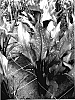 Zantedeschia%20sprengeri%20%27Majestic%20Star%27