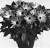 Osteospermum%20ecklonis%20%27Duetibredaor%27