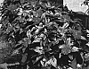 Impatiens%20hawkeri%20%27KLEI04078%27