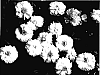Achillea%20ptarmica%20L.%20%27Gipi%20Whit%27