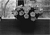 Petunia%20hybrida%20Vilm.%20%27Sunsurfcopasaku%27