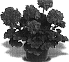 Pelargonium%20x%20hortorum%20%27Patriot%20Rose%20Pink%27