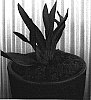 Phormium%20tenax%20%27TWISTED%20SISTER%27