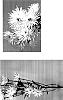 Chrysanthemum%20x%20morifolium%20%27White%20Yoneedle%27