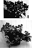 Nemesia%20caerulea%20%27Kieneblu%27