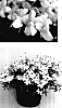 Nemesia%20caerulea%20%27Kienewhi%27