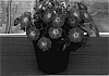 Petunia%20hybrida%20Vilm.%20%27Sunsurfcoparu%27