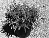 Veronica%20x%20hybrida%20%27CHRISTY%27