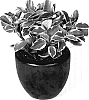 Peperomia%20orba%20%27Silver%20Shadow%27