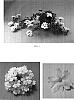 Verbena%20x%20hybrida%20%27Balazmawite%27