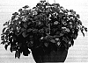 Lantana%20camara%20%27Bante%20Rossa%27