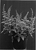 Salvia%20nemorosa%20%27Pink%20Friesland%27