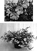 Petunia%20x%20hybrida%20%27Blue%20Frill%20Pink%27