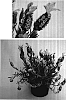 Lavandula%20stoechas%20%27D01-24%27