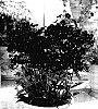 Phlox%20paniculata%20%27Wendy%20House%27