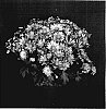 Chrysanthemum%20x%20morifolium%20%27Dark%20Yoroanoke%27