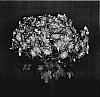 Chrysanthemum%20x%20morifolium%20%27Orange%20Yoroanoke%27