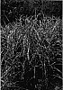 Miscanthus%20sinensis%20%27Super%20Stripe%27