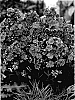 Phlox%20paniculata%20%27Candy%20Floss%27