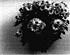 Chrysanthemum%20morifolium%20L.%20%27Lydia%27