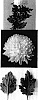 Chrysanthemum%20x%20morifolium%20%27Delichita%27