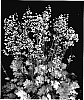 Heuchera%20spp.%20%27Ginger%20Ale%27