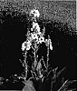 Verbascum%20hybrid%20%28V.%20phoeniceum%20x%20dumulosum%29%20x%20V.%20sp.%20%27Electric%20Yellow%27%29%20%27Lemon%20Sorbet%27