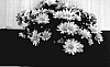 Dendranthemum%20x%20grandiflora%20%27Power%20Yellow%27
