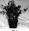 Schlumbergera%20truncata%20%27Harmony%27
