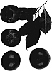 Interspecific%20Prunus%20species%20%27Dapple%20Jack%27