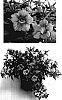 Petunia%20x%20hybrida%20%27Blue%20Salmon%20Pink%27