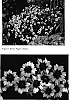 Coreopsis%20spp.%20%28Coreopsis%20%27Limerock%20Ruby%27%20mutant%20x%20Coreopsis%20auriculata%20%27Nana%27%29%20%27Autumn%20Blush%27