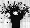 Osteospermum%20ecklonis%20%27GG%20DEL%20WC06%27